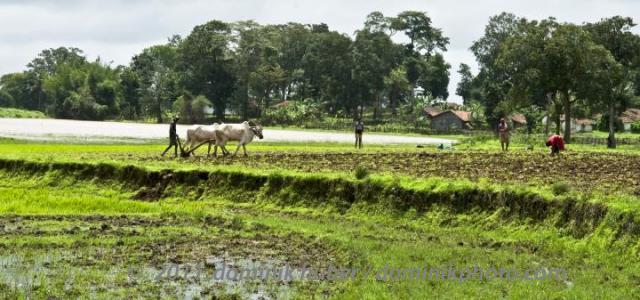 Farmers